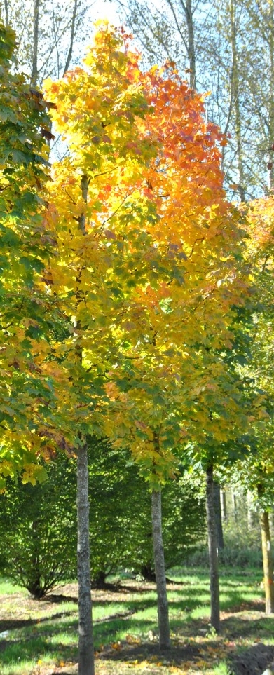 klon columnare - ozdobna odmiana o kolorowych lisciach jesienia
